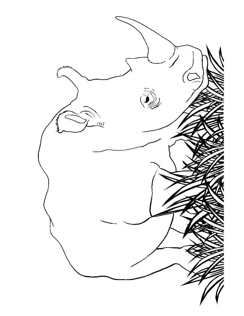 Название: Раскраска Носорог. Категория: Дикие животные. Теги: Носорог.