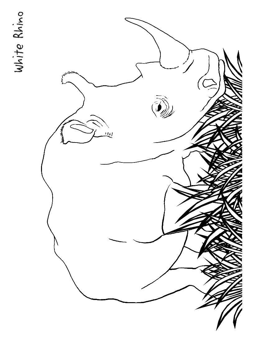 Название: Раскраска Носорог. Категория: Дикие животные. Теги: носорог.
