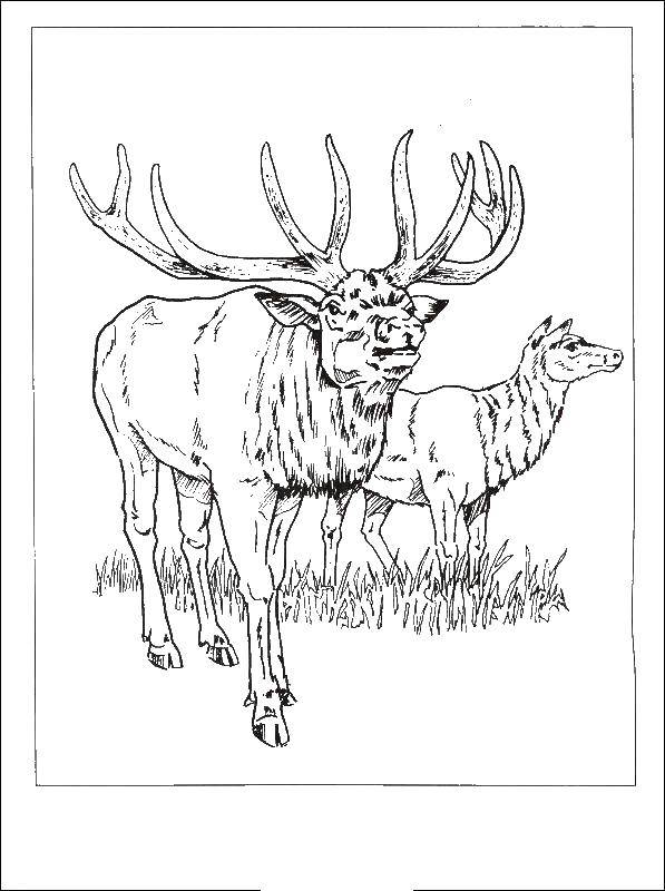 Coloring Deer. Category Wild animals. Tags:  the deer, animals.