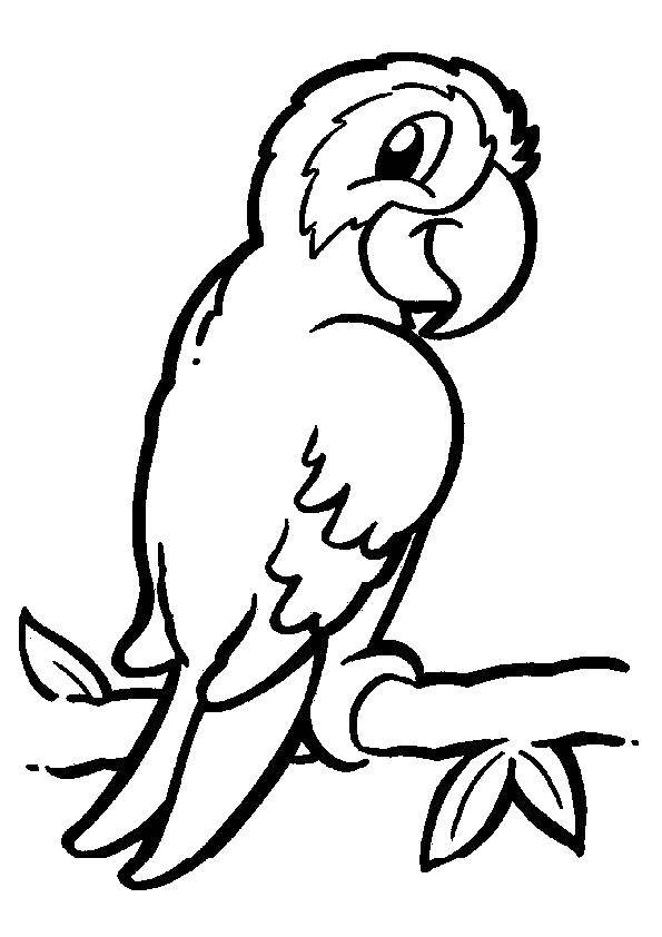 Название: Раскраска Попугай на ветке. Категория: птицы. Теги: попугай, ветка.