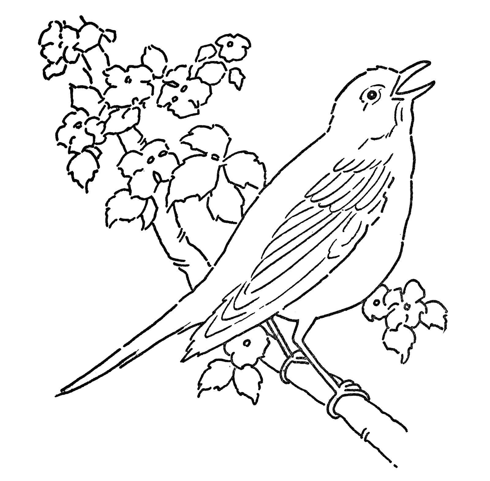 Название: Раскраска Птица на ветке. Категория: птицы. Теги: птица, ветка, листья.
