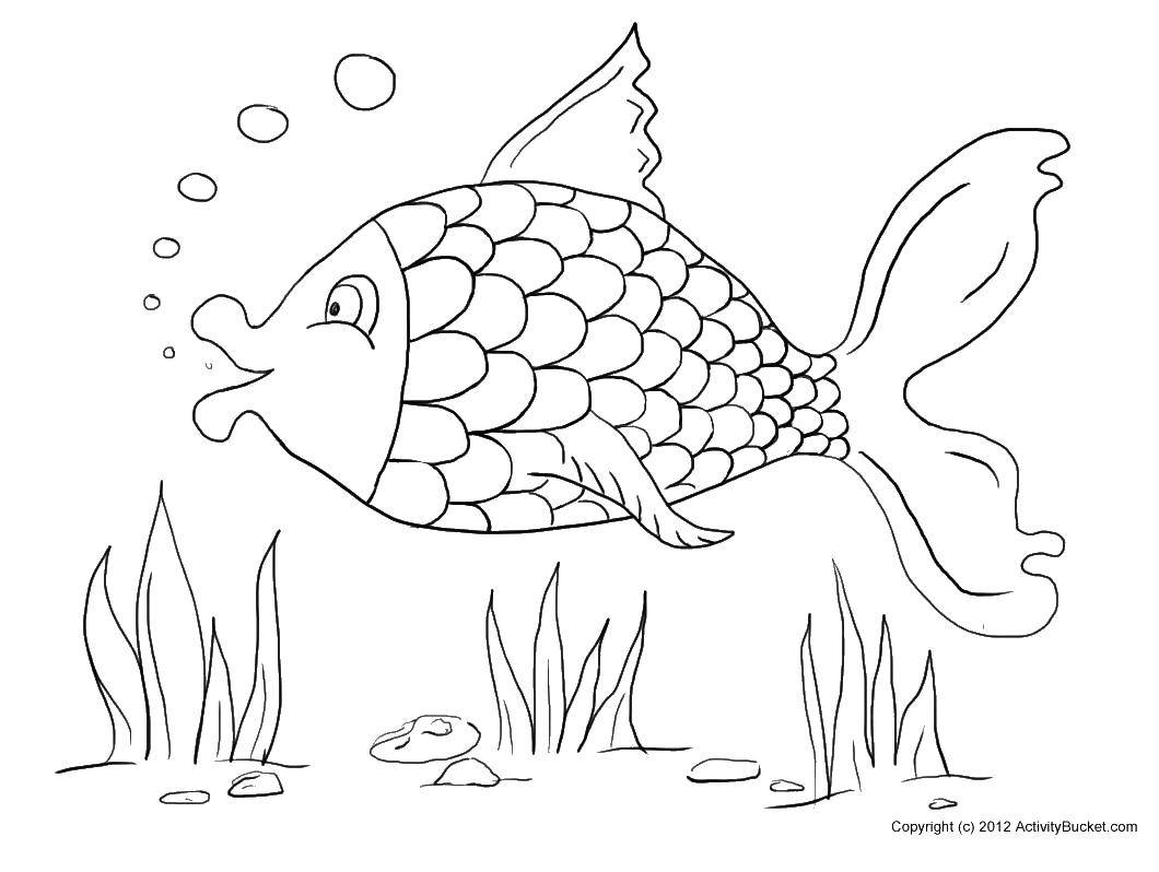 Coloring Fish with a large tail. Category fish. Tags:  fish, seaweed, algae.