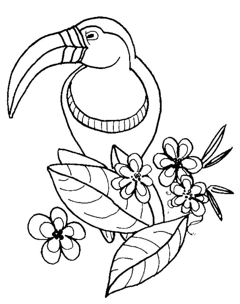 Название: Раскраска Тукан в цветах. Категория: птицы. Теги: тукан, цветы, листья.