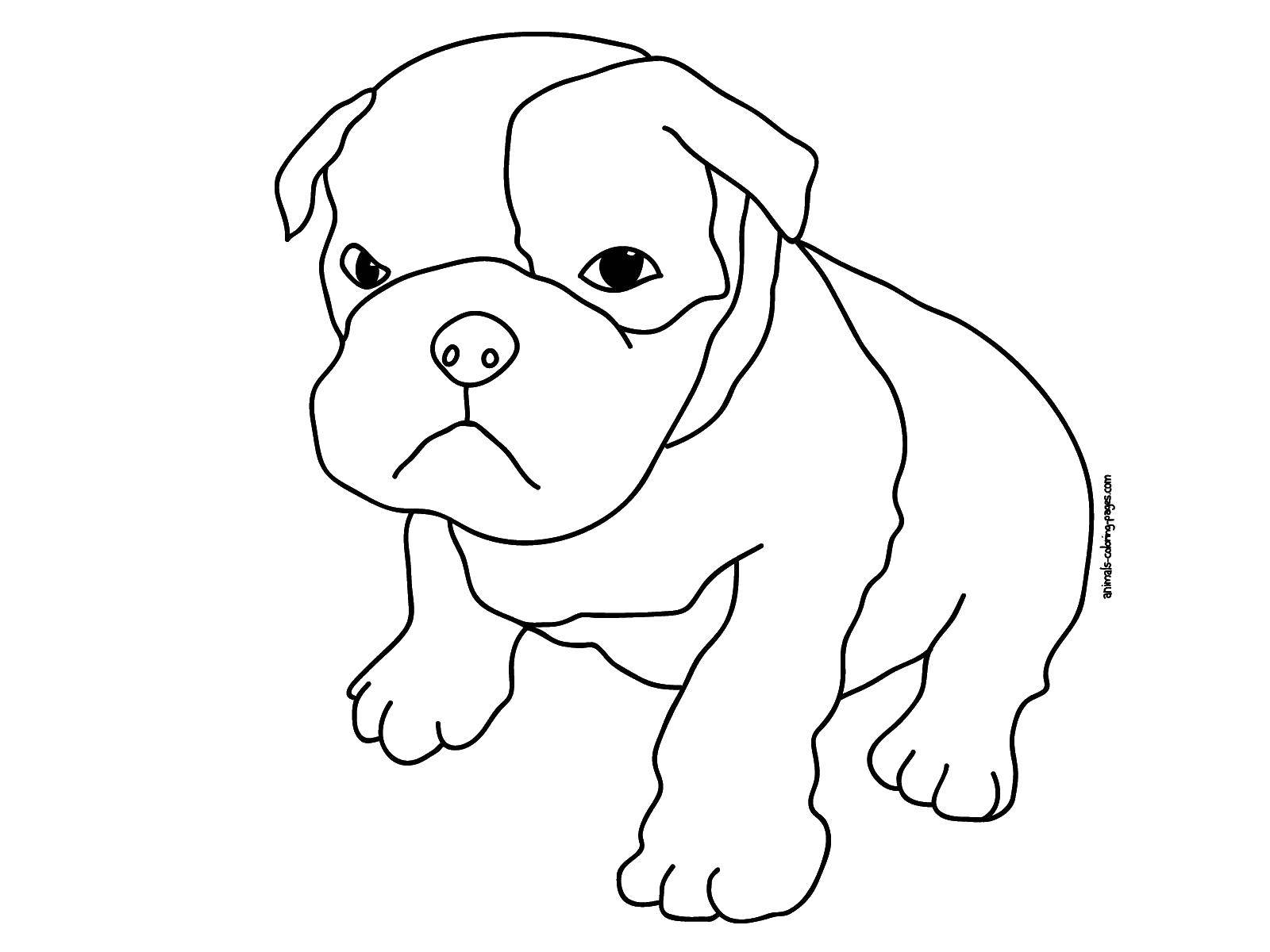 Coloring Bulldog. Category Animals. Tags:  dog, bulldog.