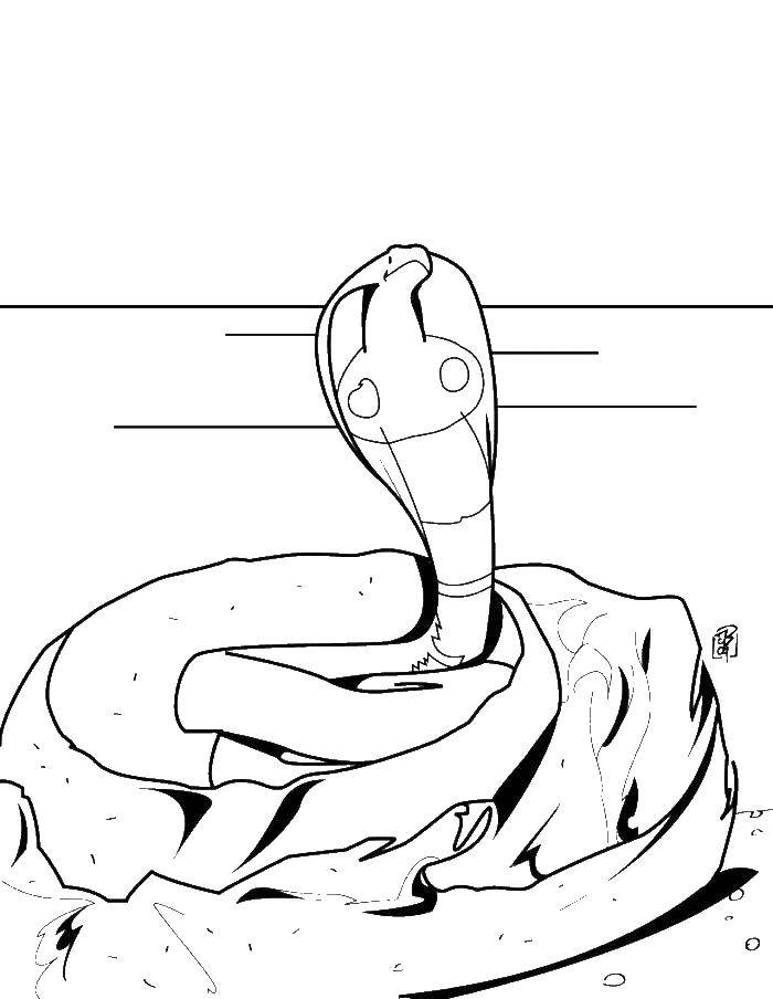 Coloring Cobra. Category The snake. Tags:  Cobra, snake.