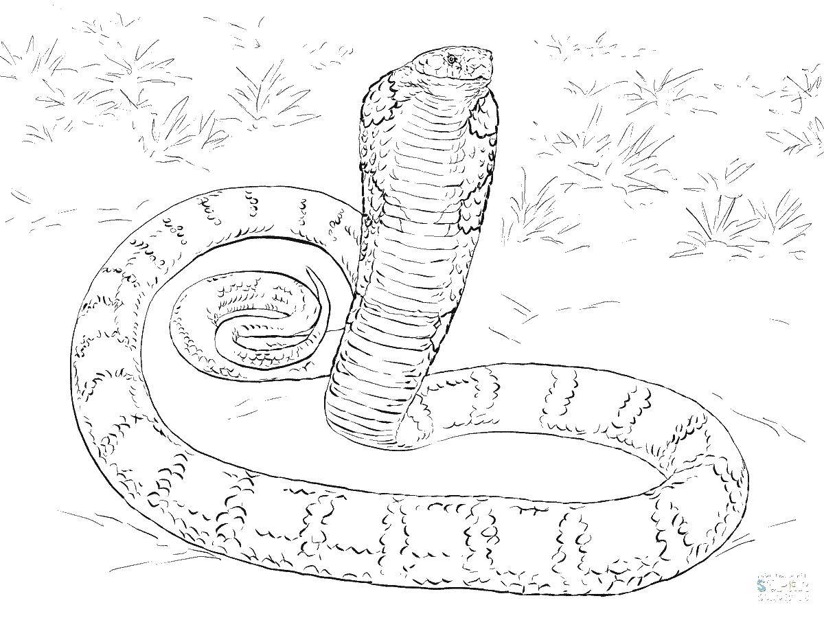Название: Раскраска Кобра. Категория: Змея. Теги: кобра, змея.