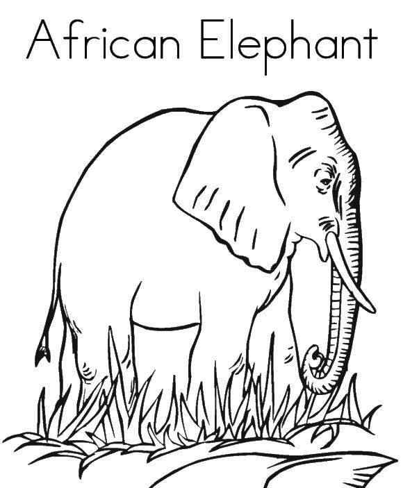 Название: Раскраска Слон. Категория: Дикие животные. Теги: слон, Африка.