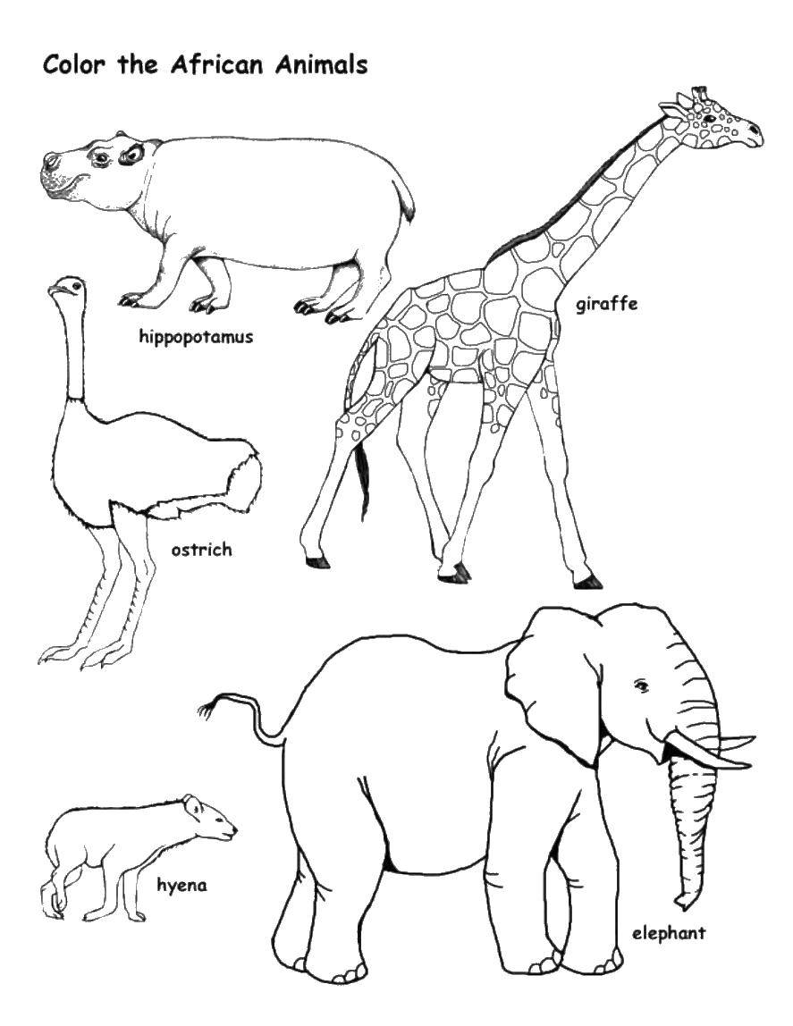 Название: Раскраска Животные на английском. Категория: Дикие животные. Теги: жираф, слон, гиена.