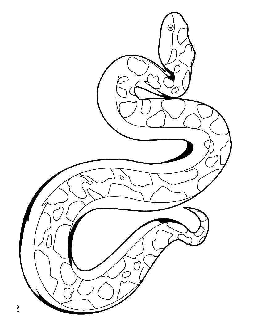 Название: Раскраска Змея. Категория: Змея. Теги: змея.