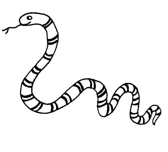 Название: Раскраска Змея. Категория: Змея. Теги: змея, пресмыкающиеся.