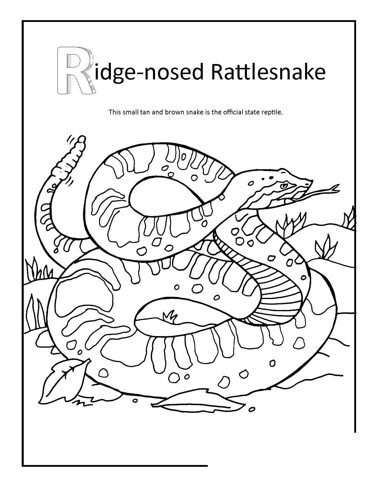 Coloring Snake. Category The snake. Tags:  The snake.