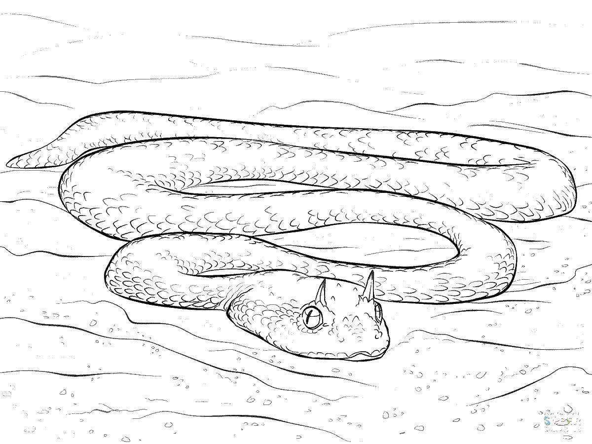 Coloring Snake. Category The snake. Tags:  snake, reptiles.