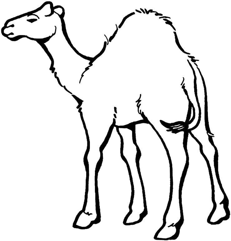 Название: Раскраска Контур верблюда. Категория: Пустыня. Теги: верблюд, горб, хвост.
