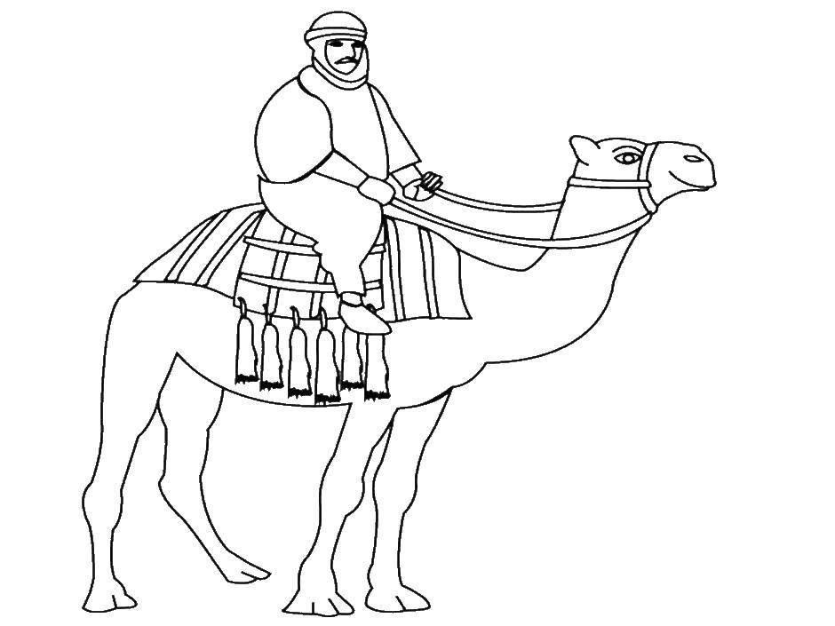 Название: Раскраска Мужчина на верблюде. Категория: Пустыня. Теги: мужчина, верблюд, ковер.