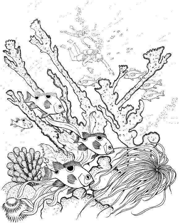 Название: Раскраска Подводный мир. Категория: Океан. Теги: рыбы, аквалангист, водоросли.