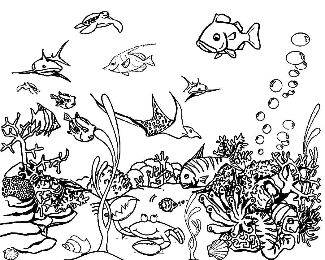 Название: Раскраска Подводный мир. Категория: Океан. Теги: Подводный мир, рыба.