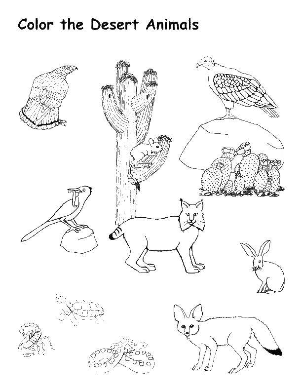   Desert Animal Coloring Pages  Best Free