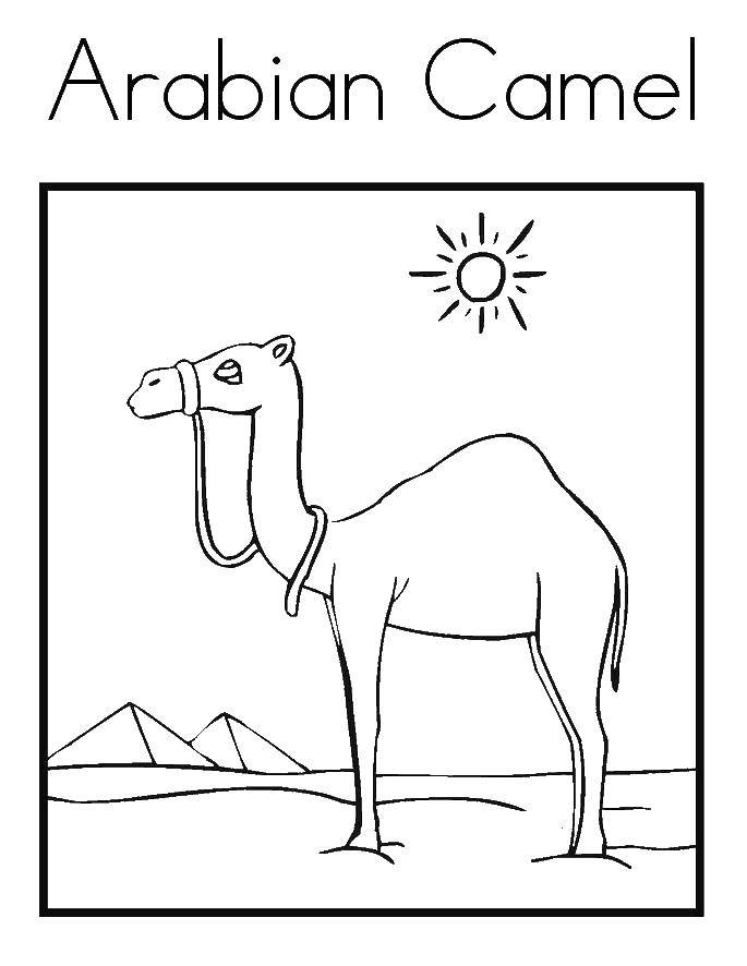 Название: Раскраска Верблюд в пустыни. Категория: Пустыня. Теги: верблюд, пустыня, солнце.