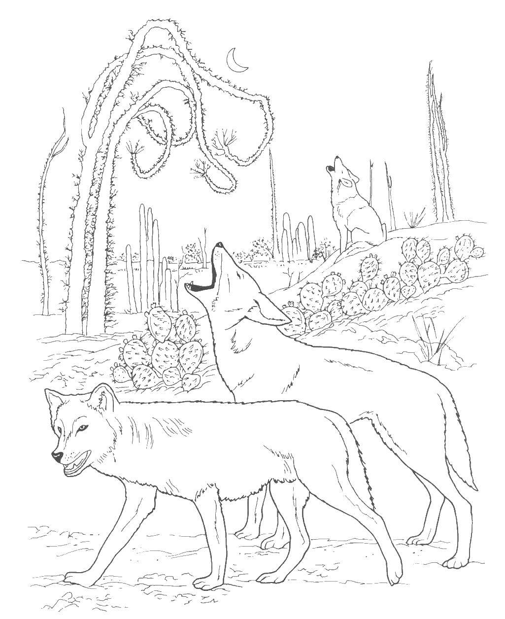 Coloring Wolves. Category wolf. Tags:  wolf.