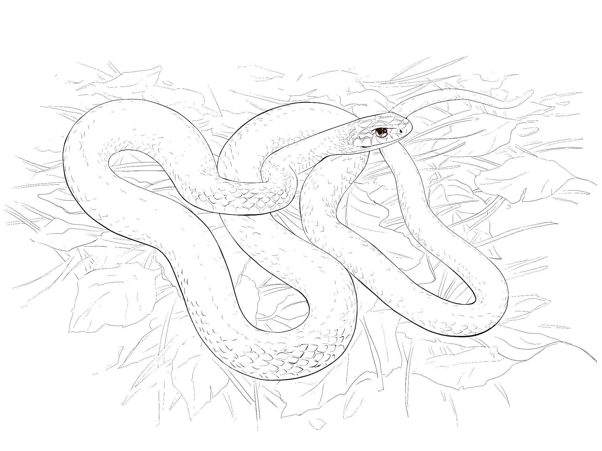 Название: Раскраска Змея. Категория: Змея. Теги: змея, пресмыкающиеся.