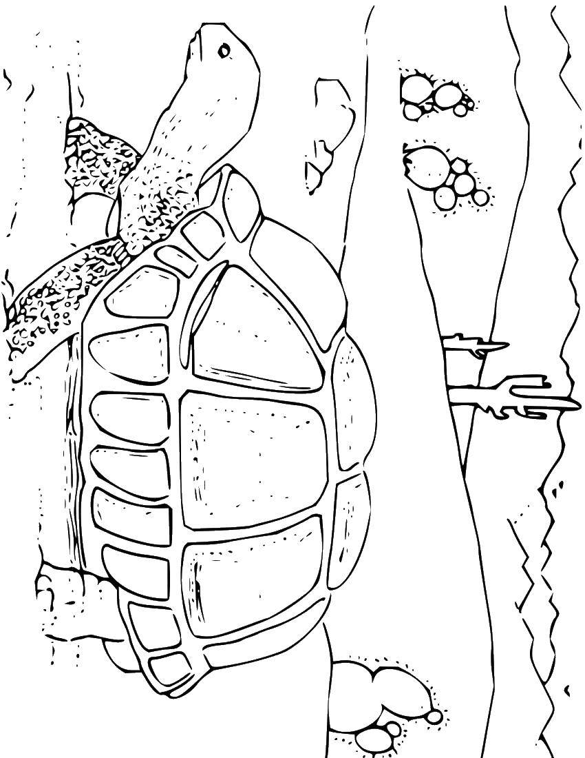 Coloring Turtle. Category Desert. Tags:  Turtle.