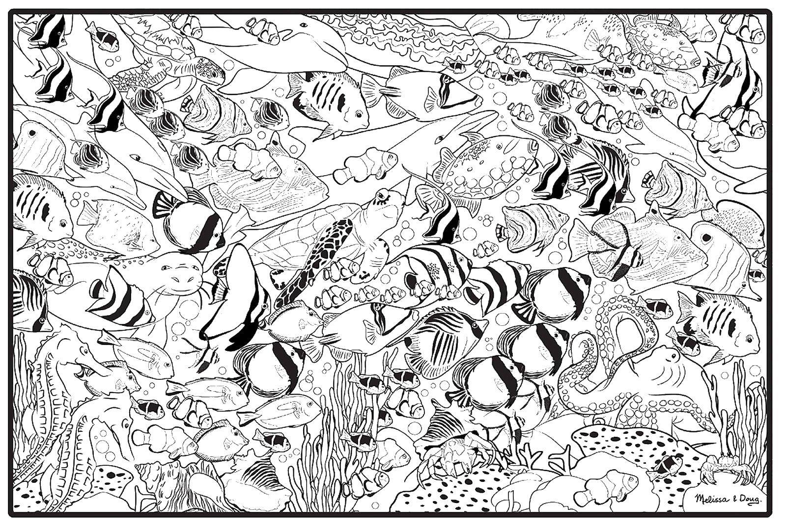 Coloring Fish in the ocean. Category fish. Tags:  fish.