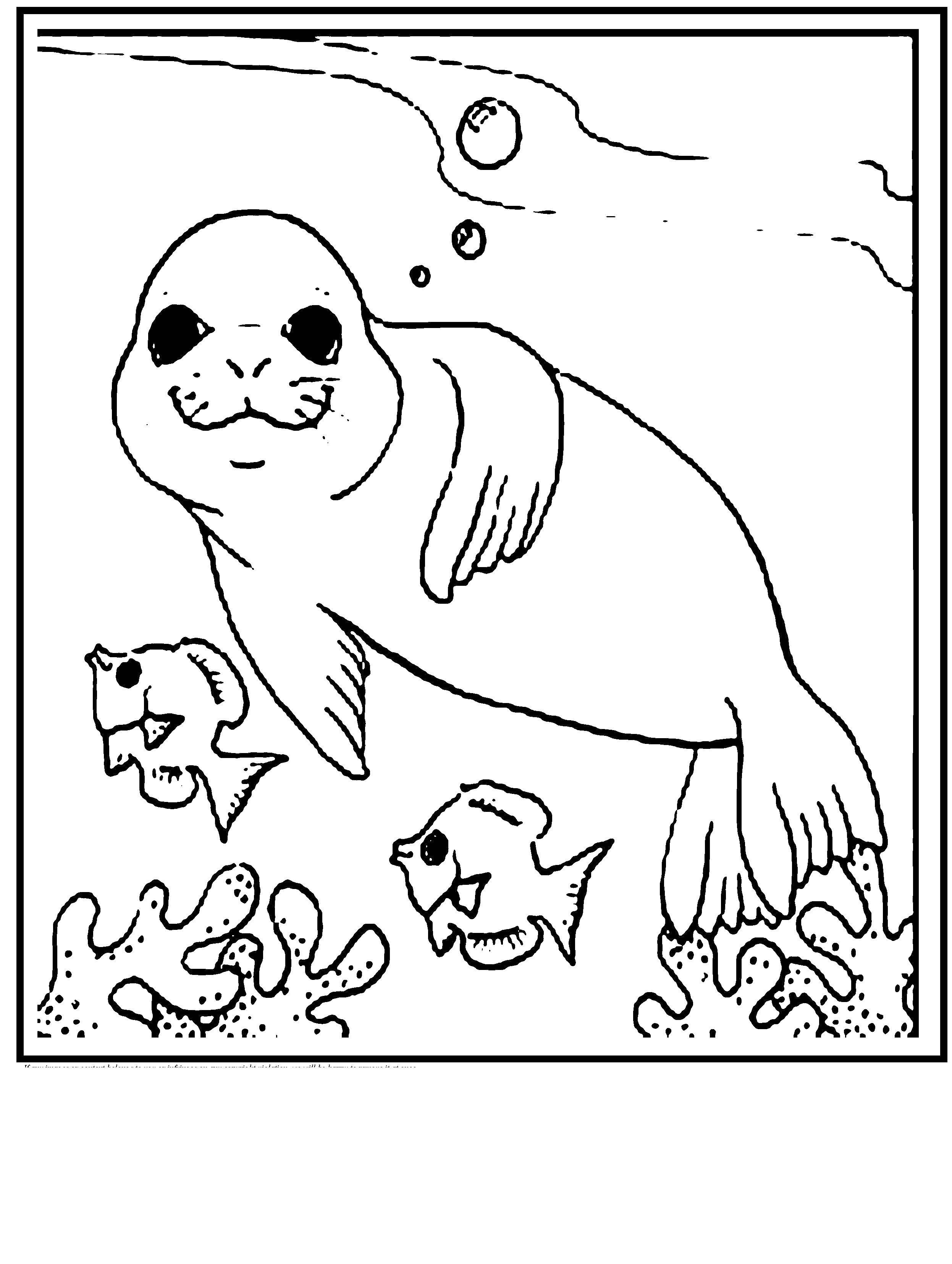 Название: Раскраска Тюлень. Категория: морское. Теги: тюлень, морж, лев.
