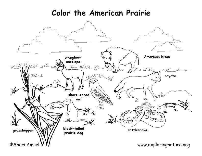 Название: Раскраска Цвета американских прерий. Категория: Пустыня. Теги: американские прерии, животные.