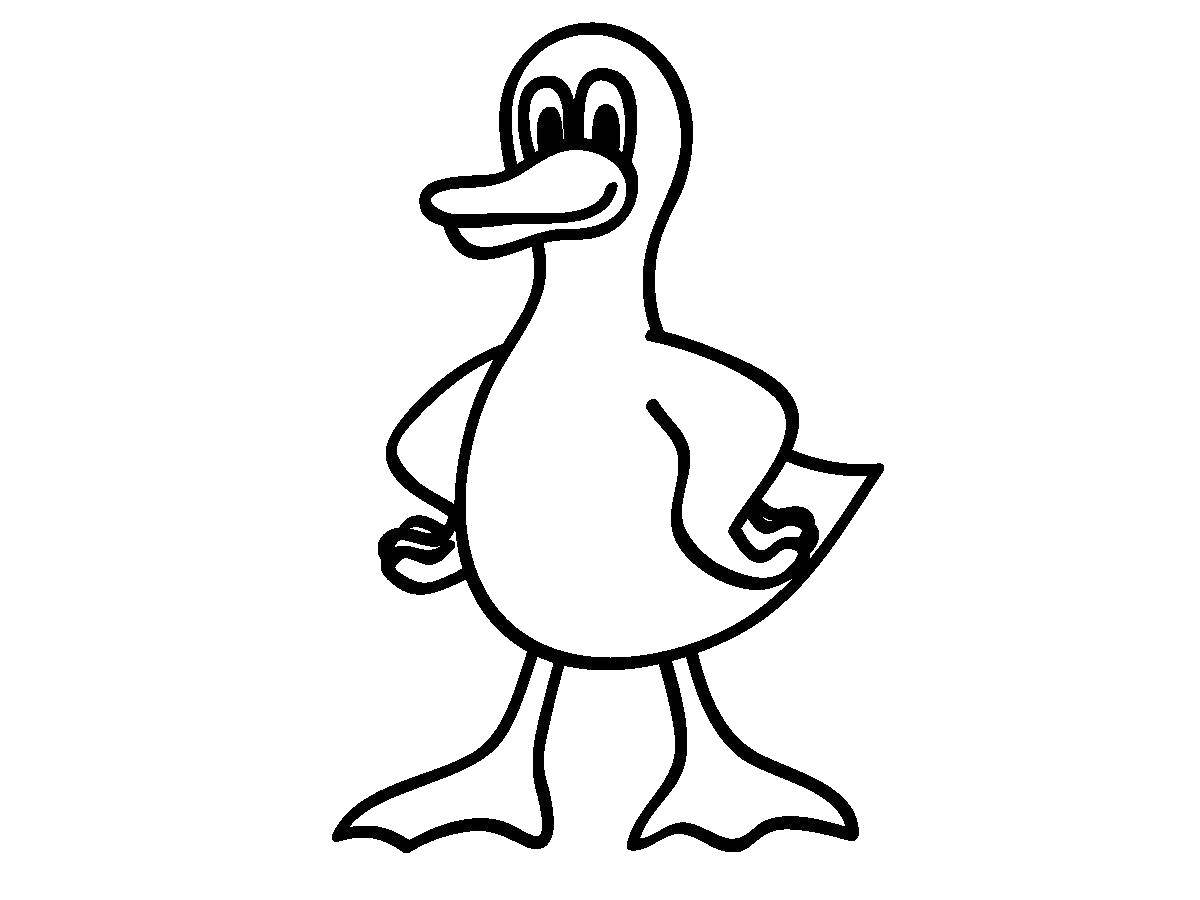 Coloring Duck. Category birds. Tags:  Duck, bird.