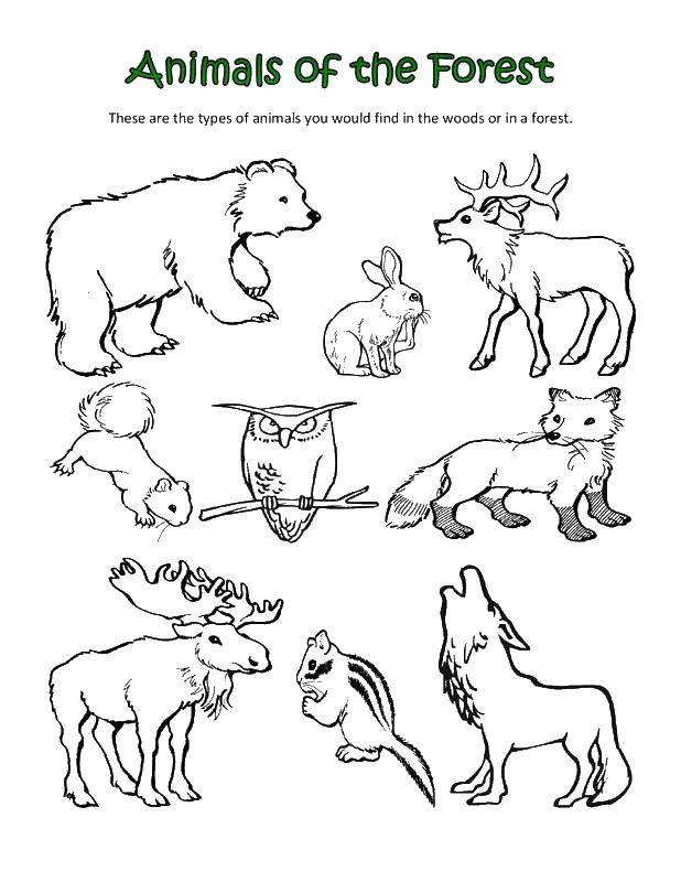 Coloring The animals of the forest. Category animals. Tags:  the animals of the forest.
