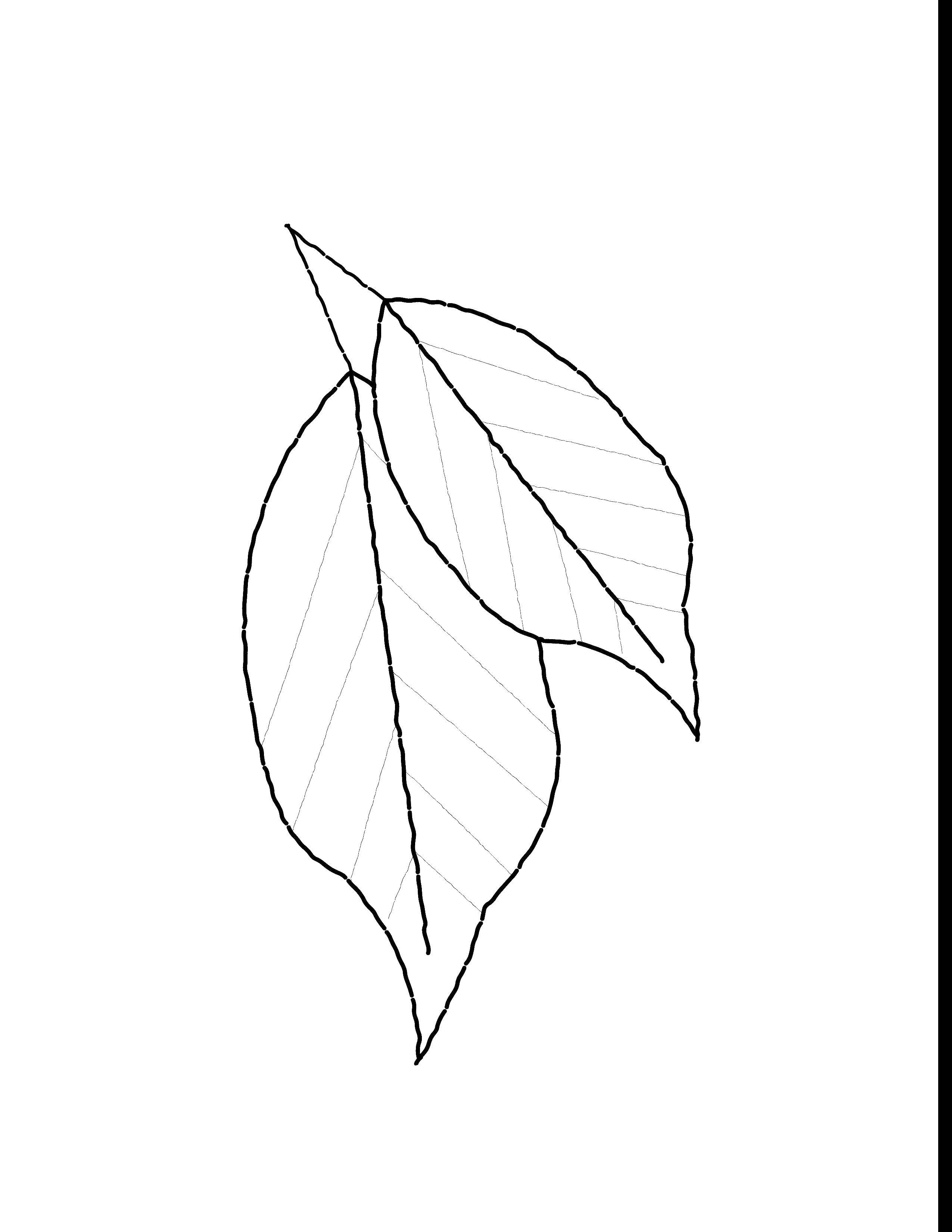 Название: Раскраска Контуры листьев. Категория: Контуры листьев. Теги: Контуры листьев.