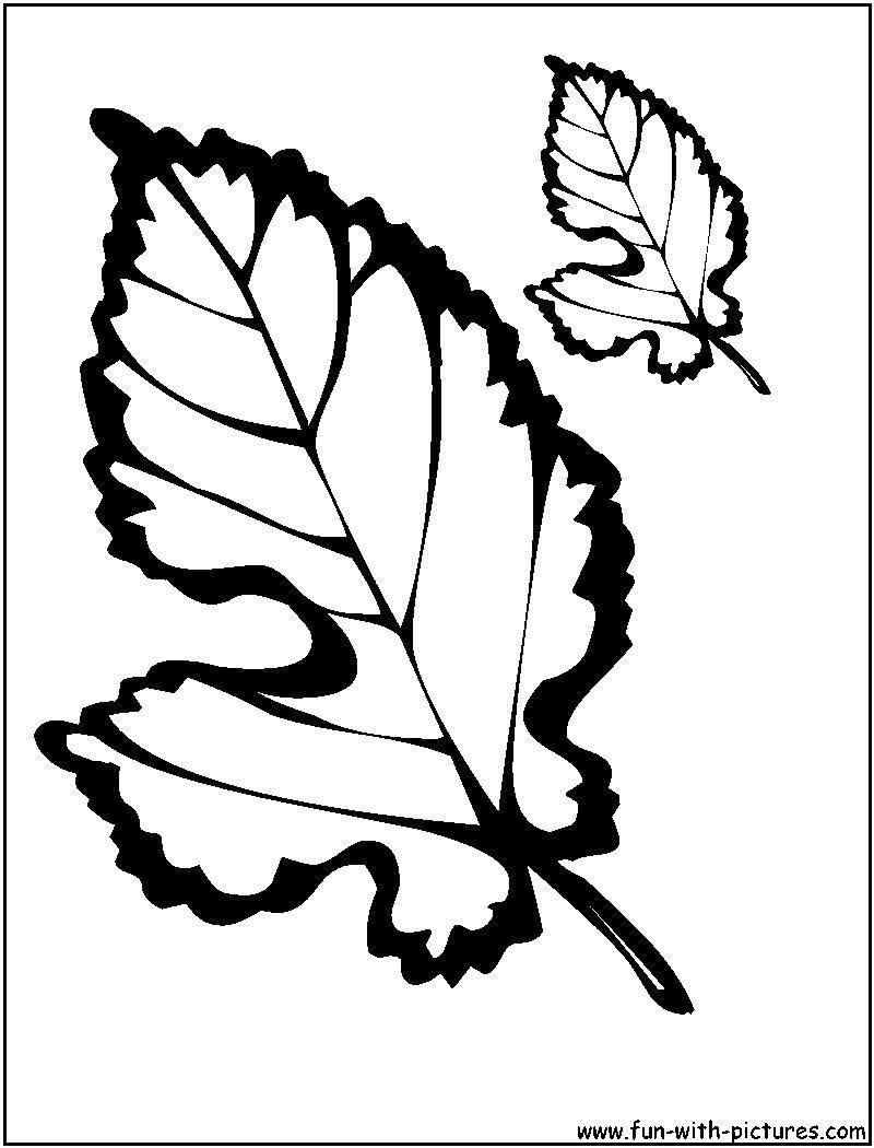 Coloring A sheet of poplar. Category Autumn. Tags:  Poplar, leaf.