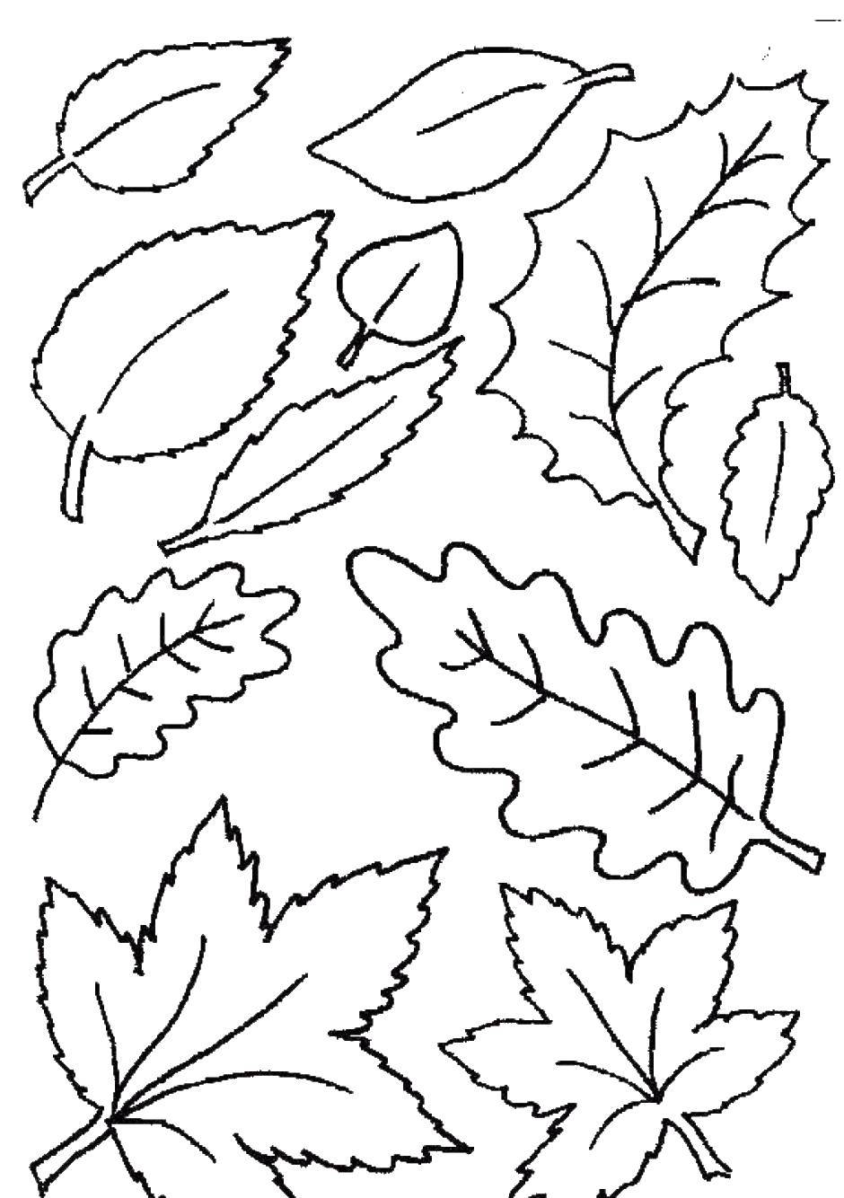 Название: Раскраска Листопад. Категория: Осенний листопад. Теги: листопад.