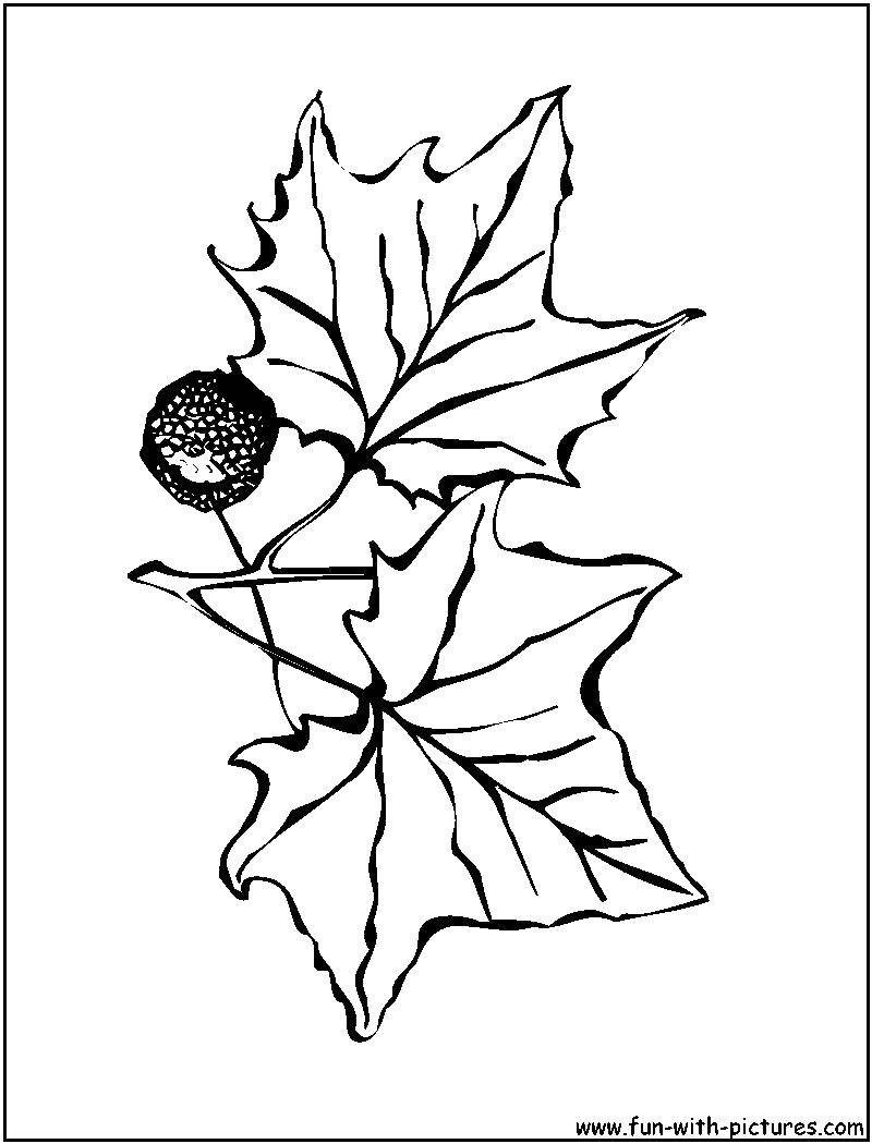 Название: Раскраска Листья дуба. Категория: Осень. Теги: листья дуба.