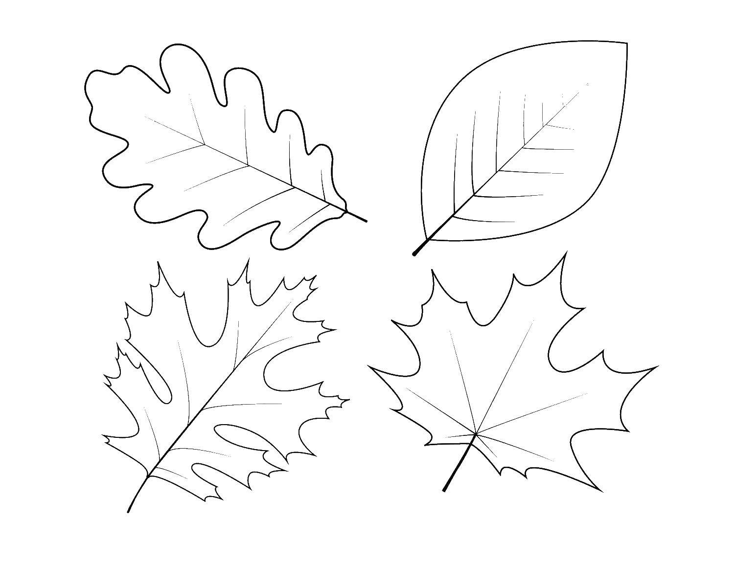 Листик для вырезания из бумаги распечатать. Осенние листочки раскраска. Листья для вырезания. Осенние листья раскраска для детей. Раскраски осенних листьев для детей.