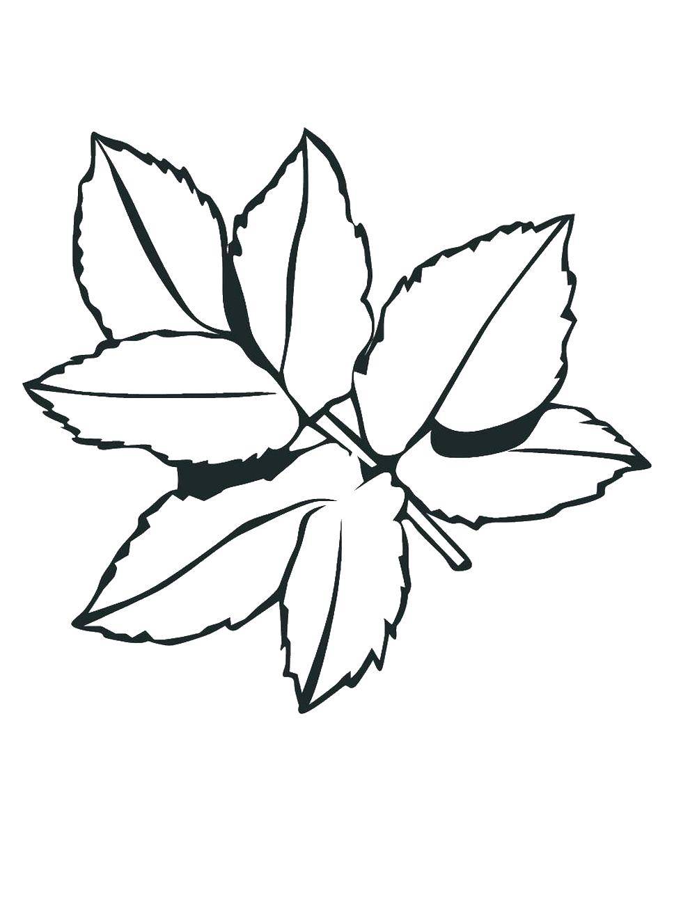 Coloring Leaves. Category Autumn leaves falling. Tags:  leaves.