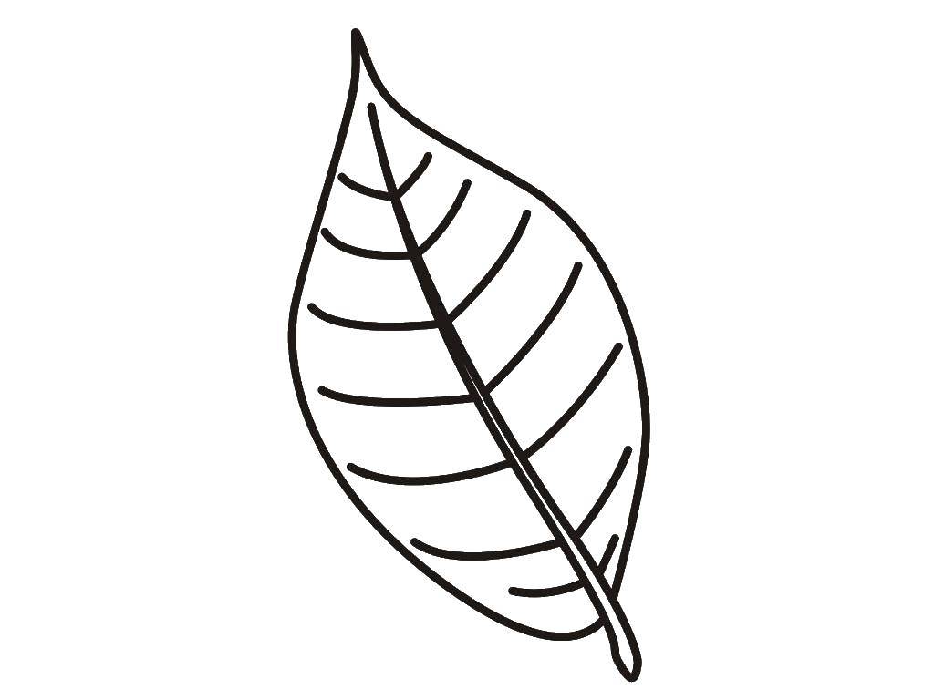 Название: Раскраска Вишневый лист. Категория: Осенний листопад. Теги: вишня, лист.