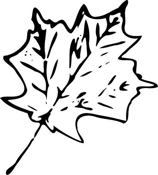 Название: Раскраска Лист. Категория: листья. Теги: лист.