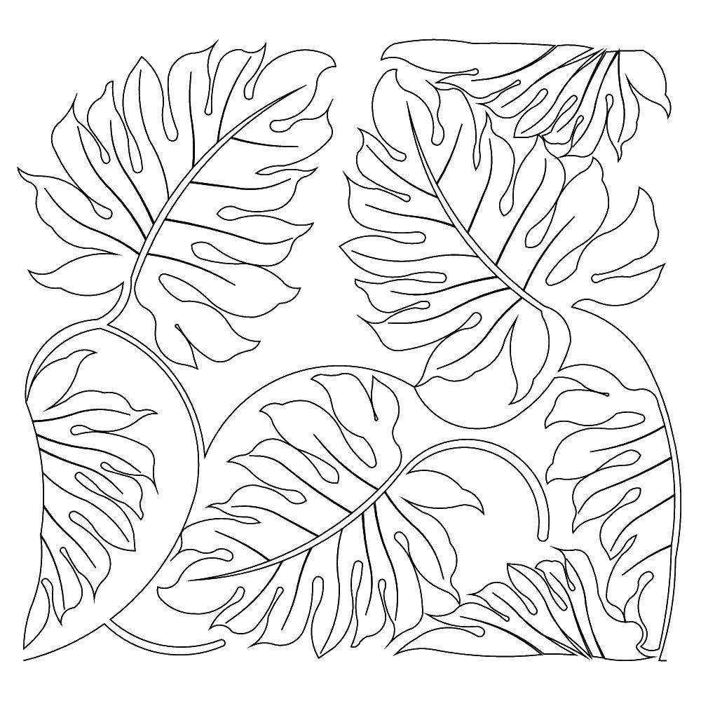 Название: Раскраска Листья лопуха. Категория: Осенний листопад. Теги: Листья лопуха.