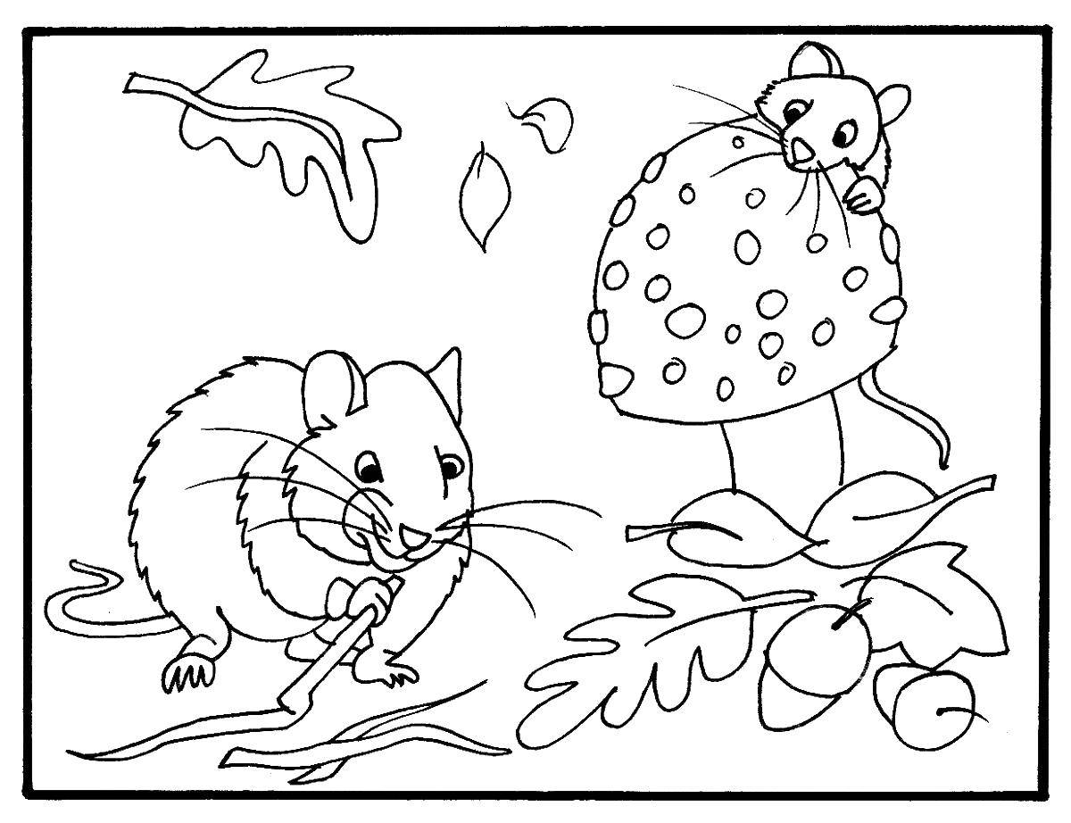 Название: Раскраска Мыши собирают запасы на зиму. Категория: мышка. Теги: мыши, осень.