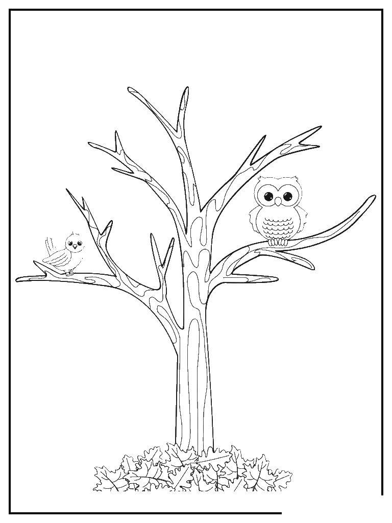 Название: Раскраска Птицы на дерево без листьев. Категория: дерево. Теги: птицы, дерево.