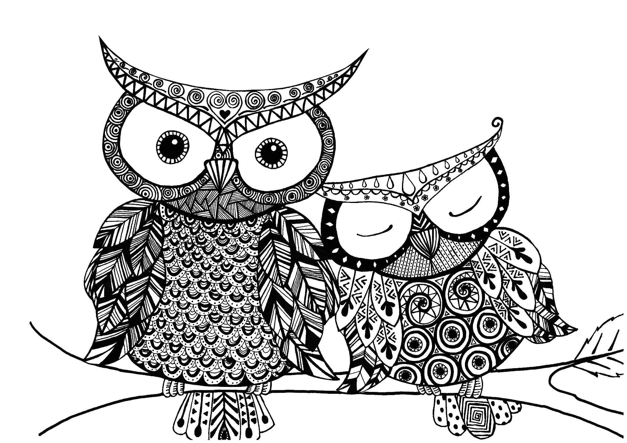 Coloring Owls hugging. Category night birds. Tags:  owl, bird.