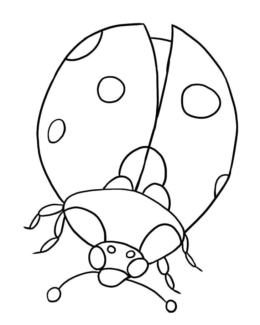 Coloring Ladybug. Category Ladybug. Tags:  insects, ladybugs.
