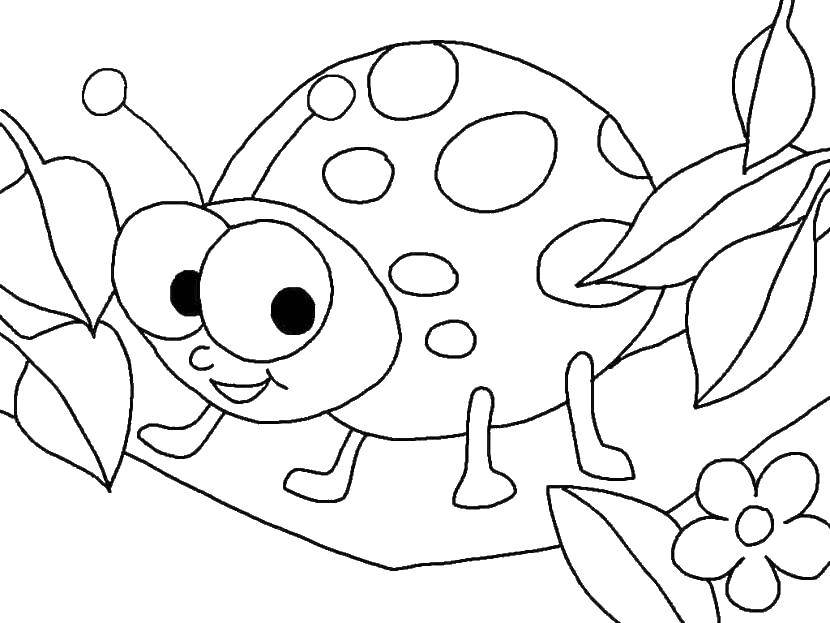 Coloring Ladybug. Category Ladybug. Tags:  insects, ladybug.