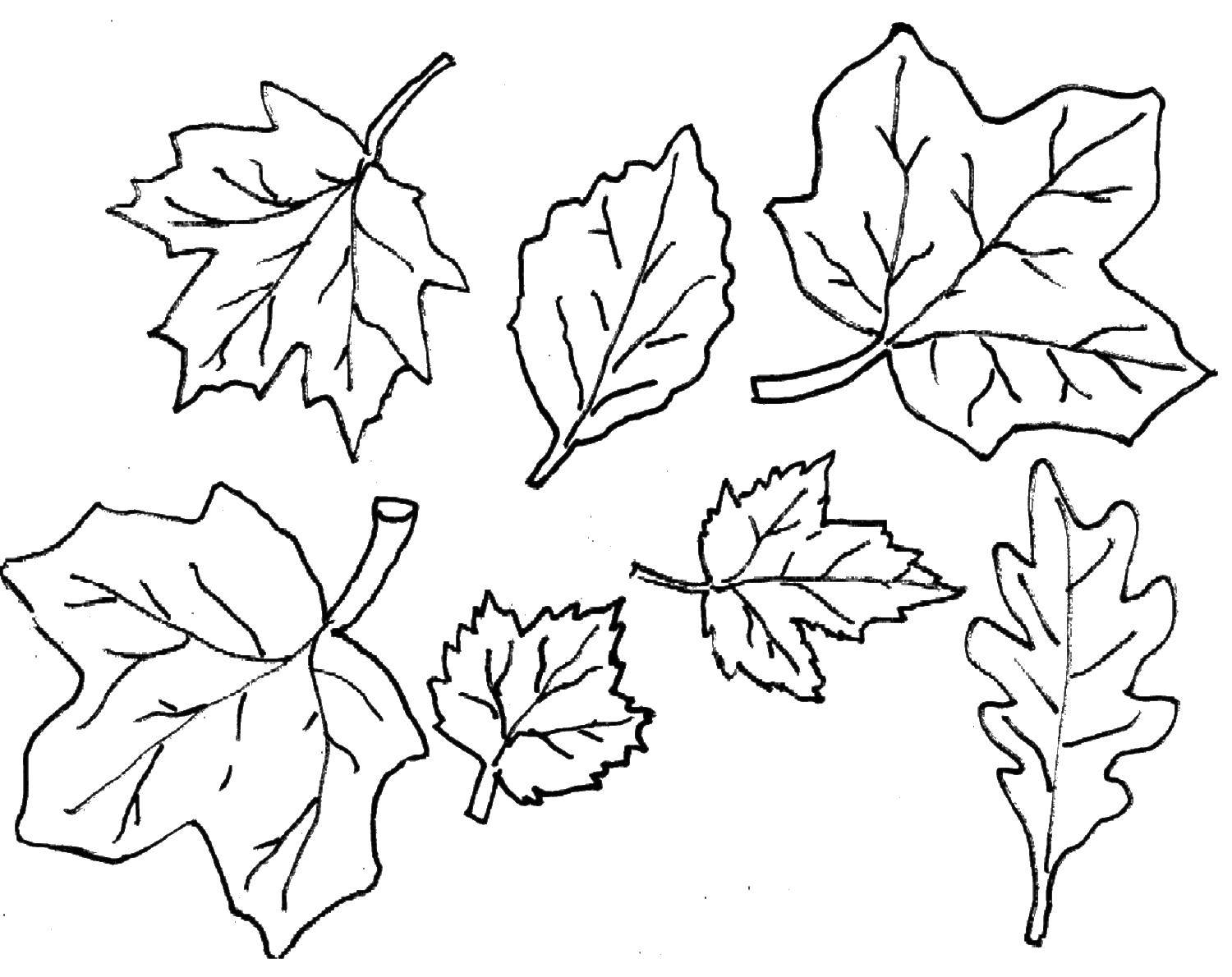 Название: Раскраска Листья. Категория: Осенний листопад. Теги: листья.