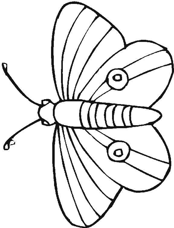 Название: Раскраска Бабочка махаон. Категория: Насекомые. Теги: Бабочка, махаон.