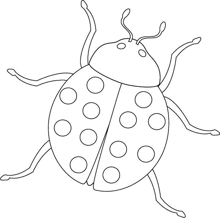 Coloring Ladybugs. Category Ladybug. Tags:  insects, ladybugs.