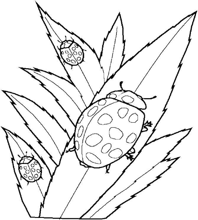 Coloring Ladybug. Category Ladybug. Tags:  ladybug.