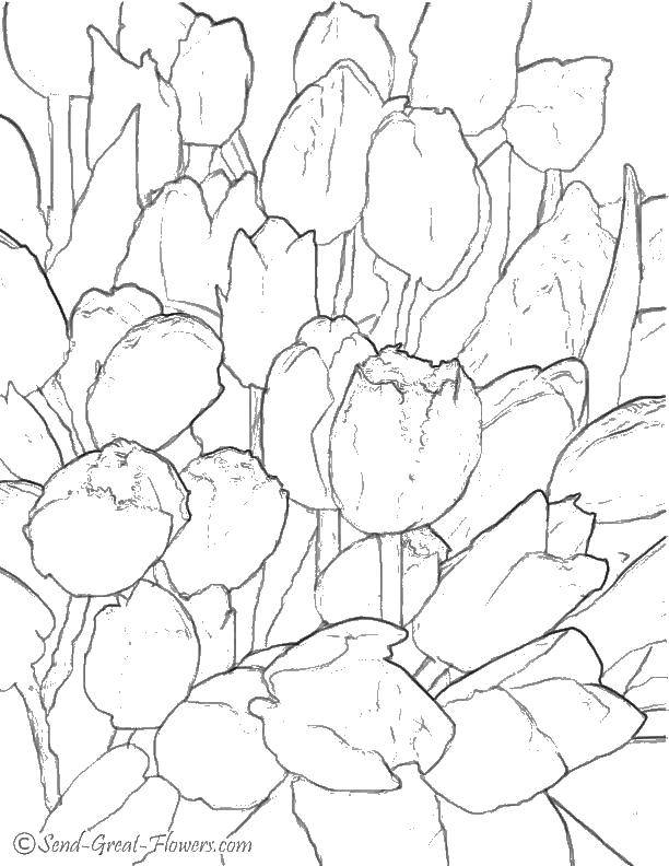 Coloring Tulips. Category flowers. Tags:  flowers, tulips.