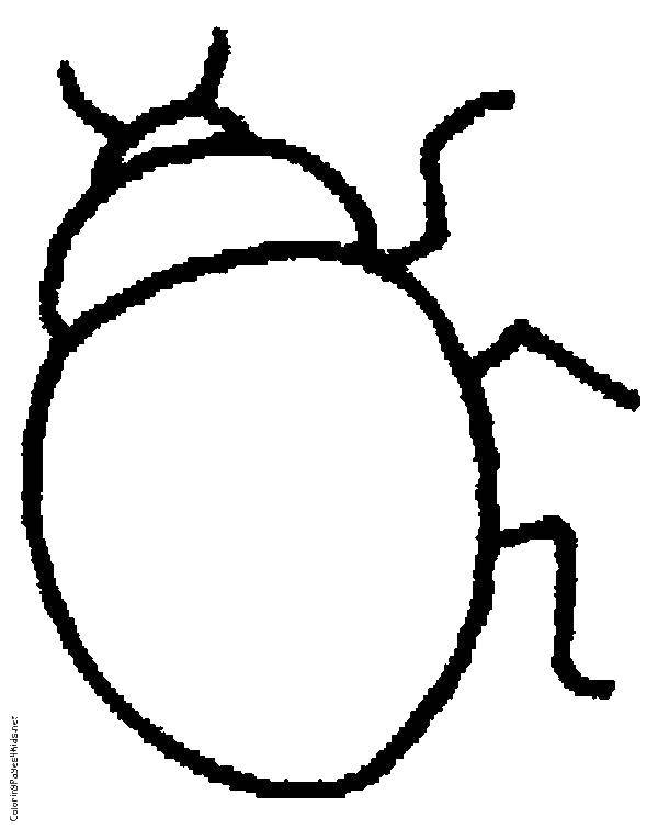 Coloring Beetle. Category Insects. Tags:  Beetle.